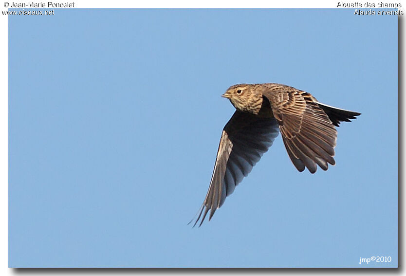 Eurasian Skylark