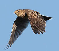 Eurasian Skylark