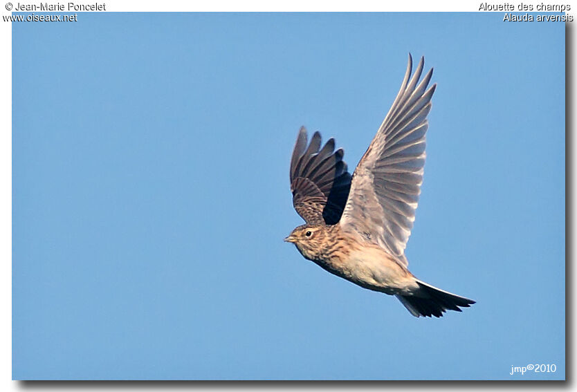 Eurasian Skylark