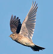 Eurasian Skylark