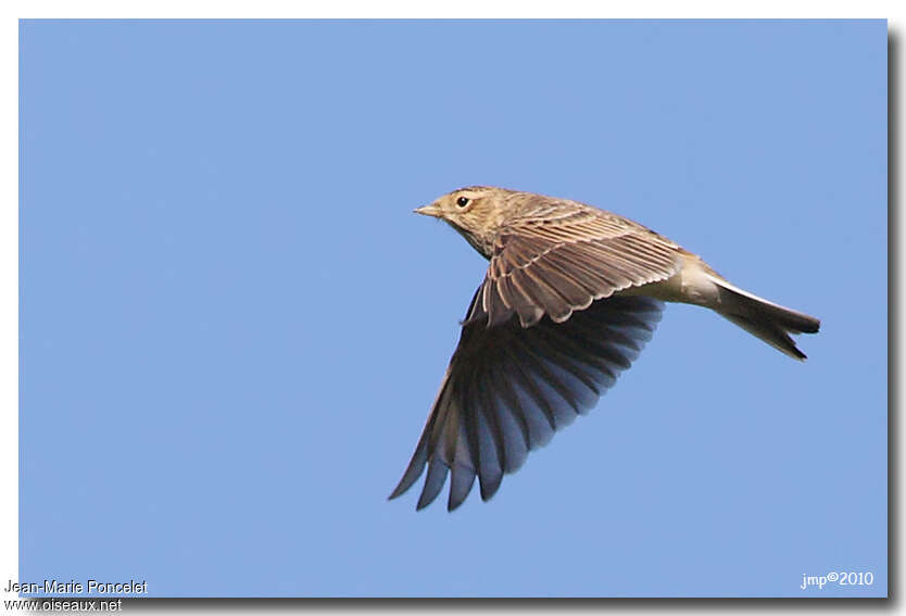 Eurasian Skylark, Flight