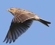 Eurasian Skylark