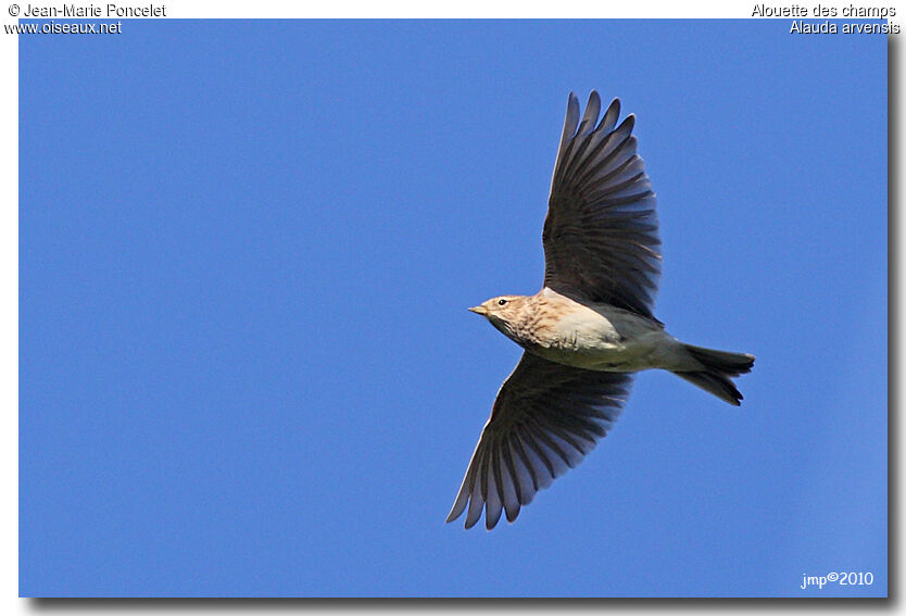 Eurasian Skylark