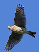 Eurasian Skylark