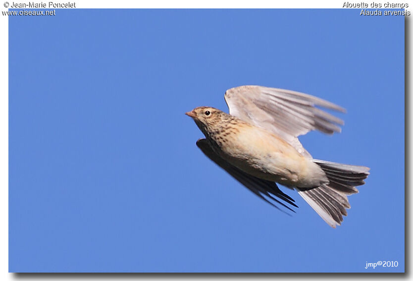 Eurasian Skylark