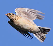 Eurasian Skylark