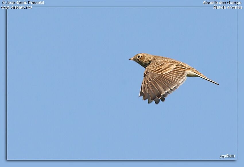 Eurasian Skylark