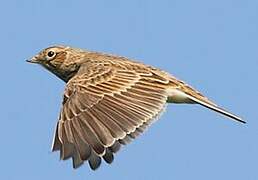 Eurasian Skylark