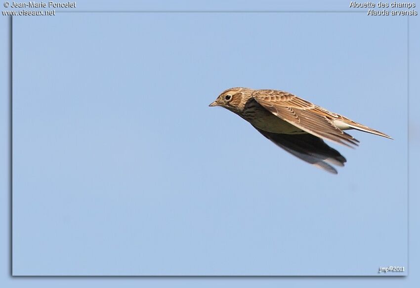 Eurasian Skylark