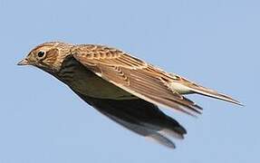 Eurasian Skylark