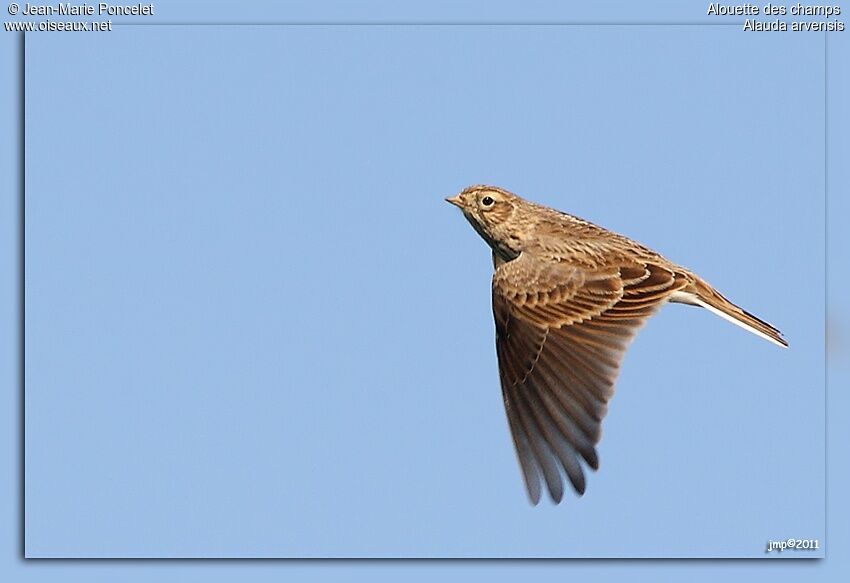 Eurasian Skylark