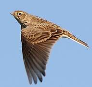 Eurasian Skylark