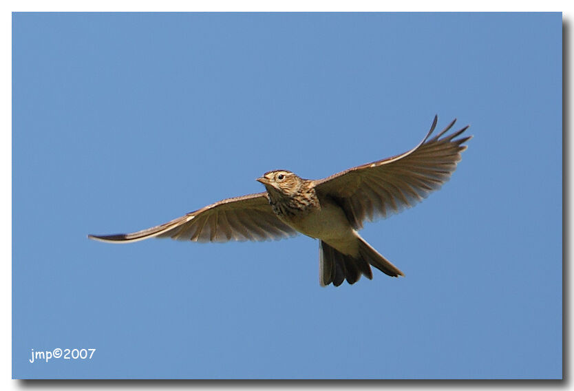 Eurasian Skylark