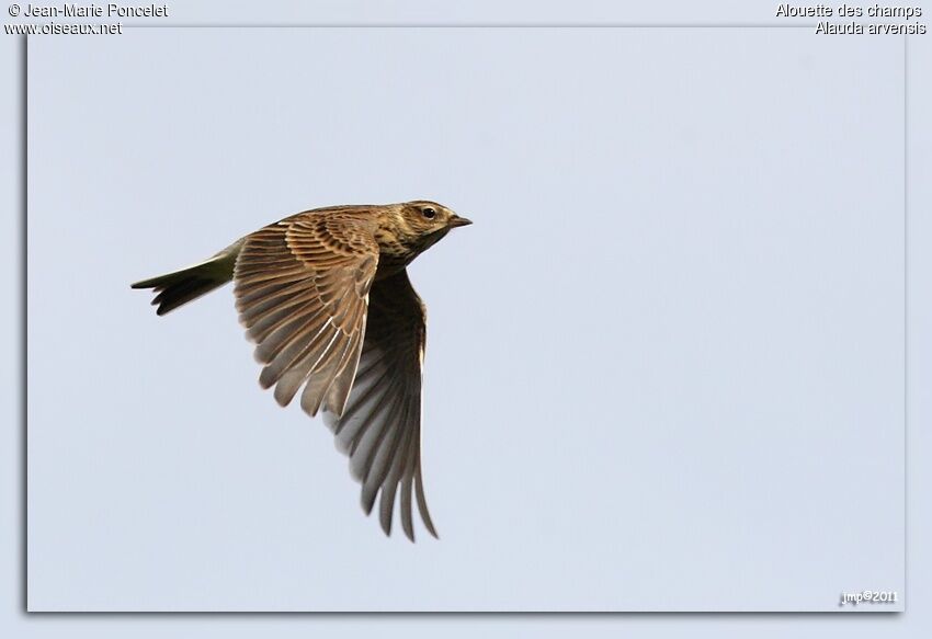 Eurasian Skylark