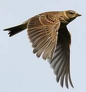 Eurasian Skylark