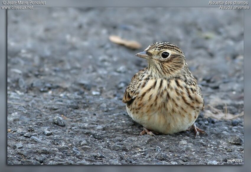 Eurasian Skylark