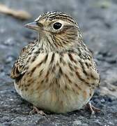 Eurasian Skylark