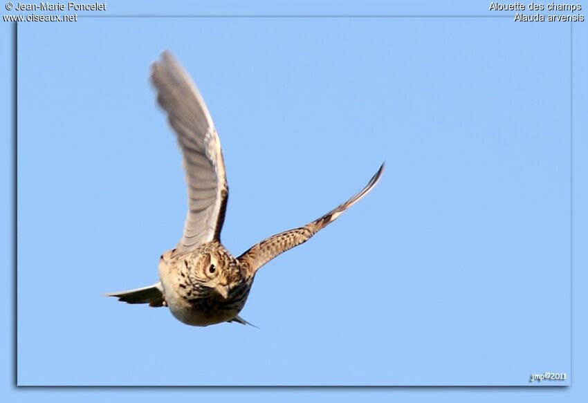 Eurasian Skylark