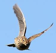 Eurasian Skylark