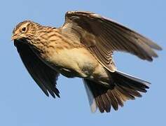 Eurasian Skylark