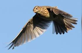 Eurasian Skylark