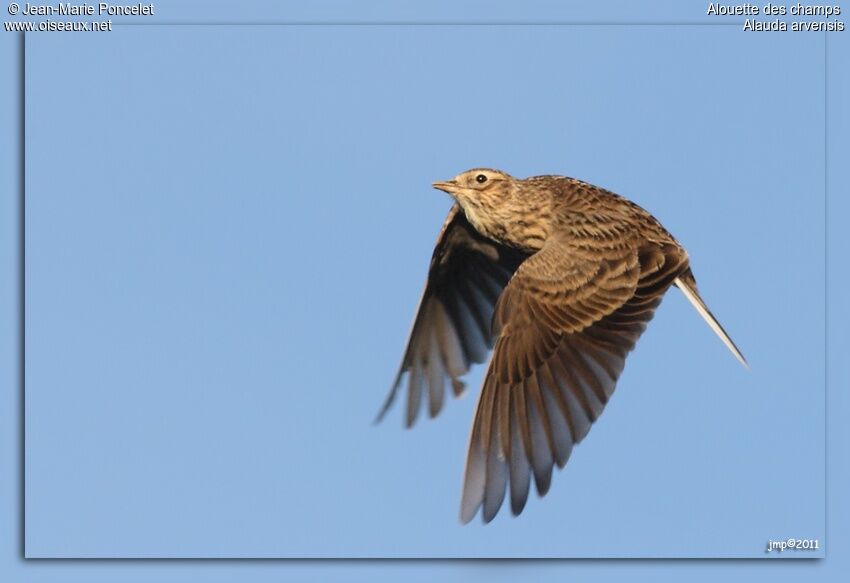 Eurasian Skylark