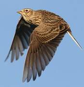 Eurasian Skylark