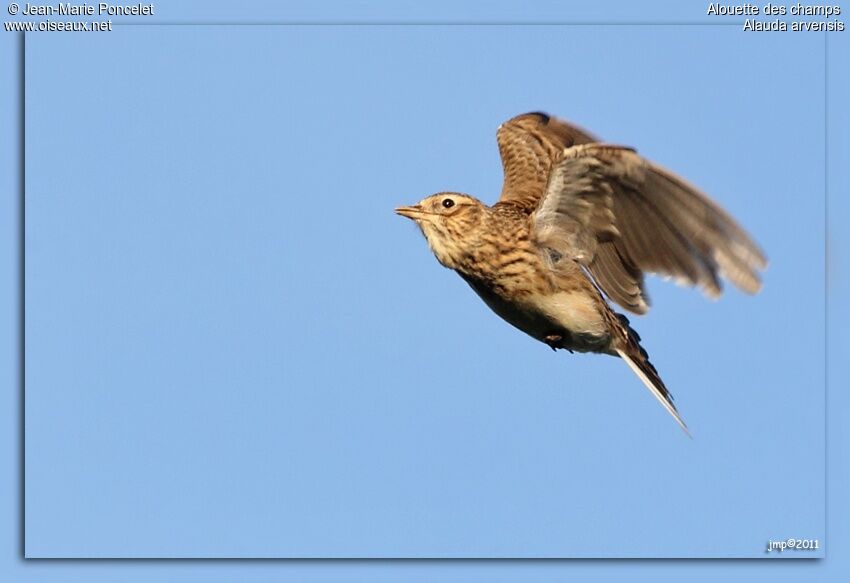 Eurasian Skylark