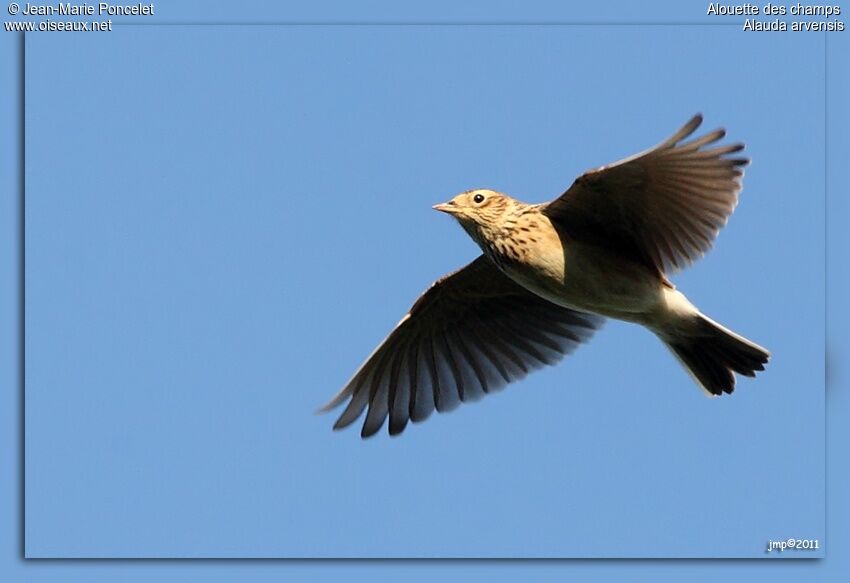 Eurasian Skylark