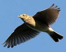 Eurasian Skylark