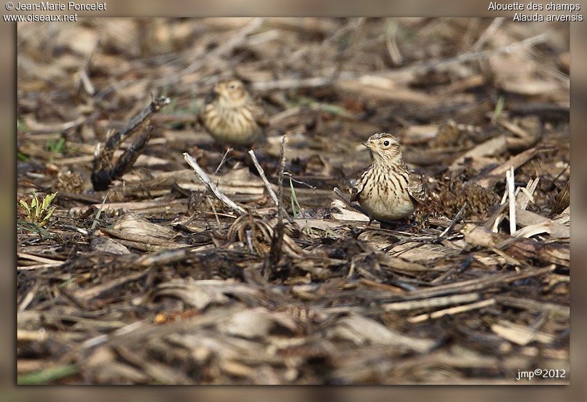 Eurasian Skylark