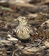 Eurasian Skylark