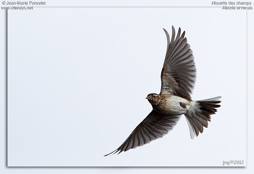 Eurasian Skylark