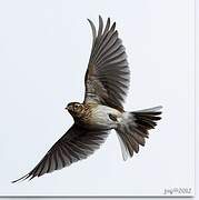 Eurasian Skylark