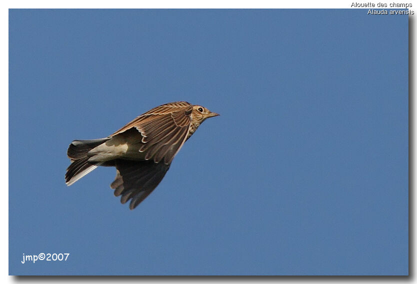 Eurasian Skylark