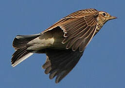 Eurasian Skylark