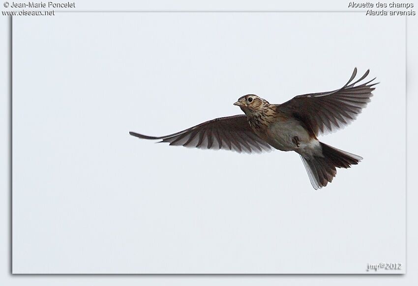 Eurasian Skylark