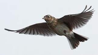 Eurasian Skylark