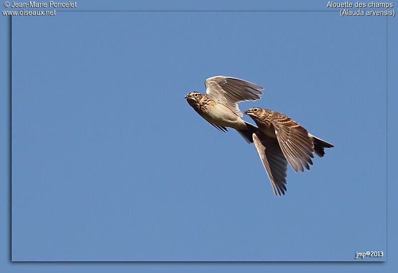 Eurasian Skylark