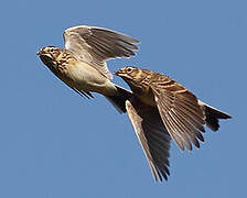 Eurasian Skylark