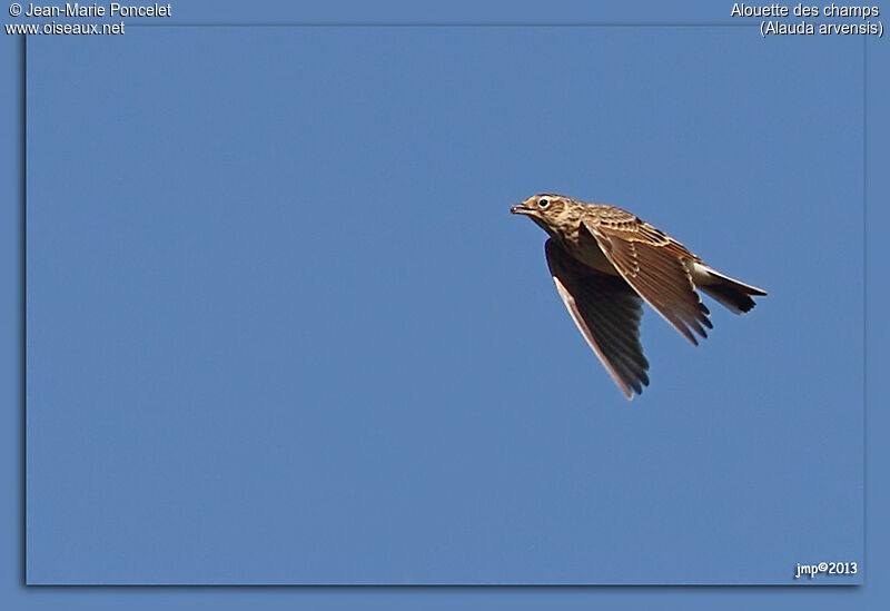 Eurasian Skylark