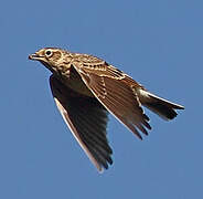 Eurasian Skylark