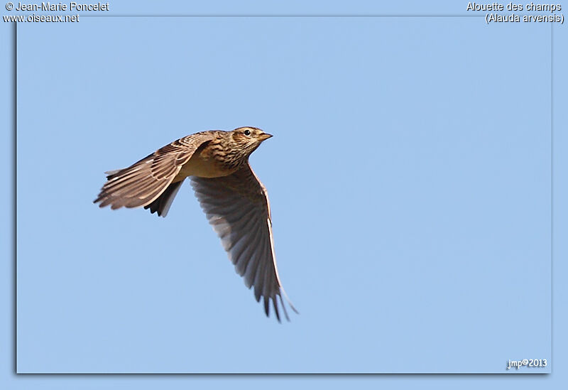 Eurasian Skylark