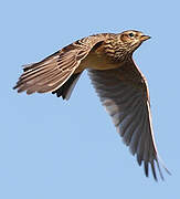 Eurasian Skylark