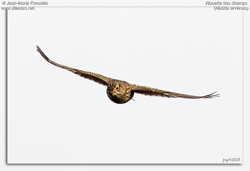 Eurasian Skylark