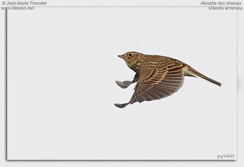 Eurasian Skylark