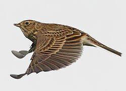 Eurasian Skylark