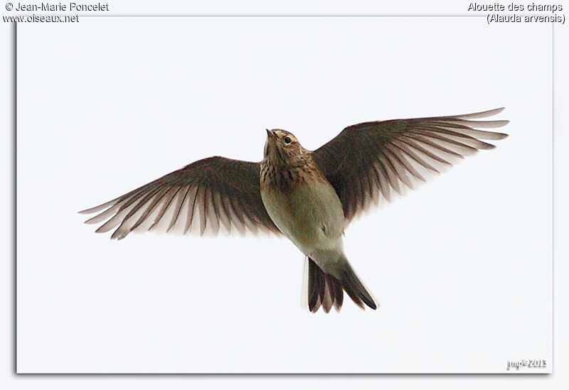 Eurasian Skylark