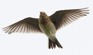 Eurasian Skylark