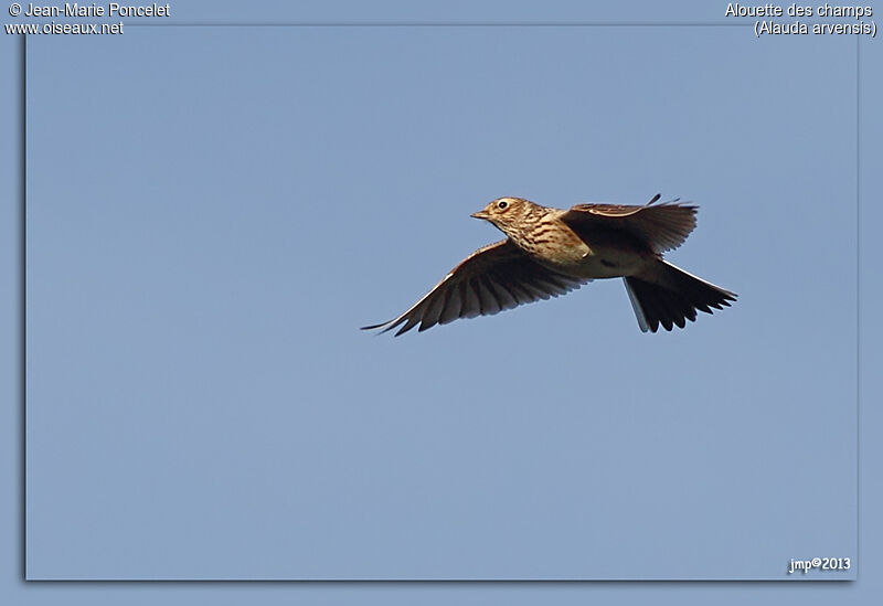 Eurasian Skylark